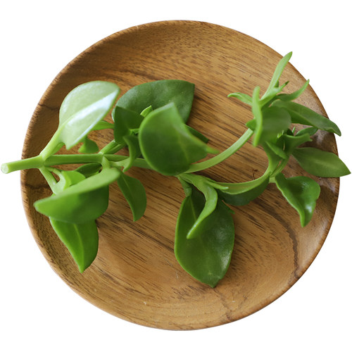 田七叶500g 穿心莲菜三七 新鲜食用蔬菜农家菜清淡爽口沙拉 - 图3