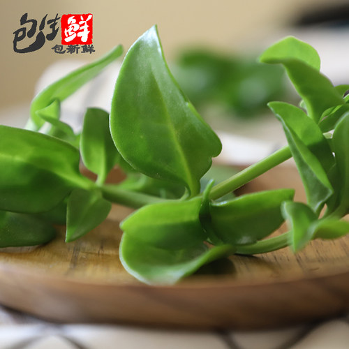 田七叶500g 穿心莲菜三七 新鲜食用蔬菜农家菜清淡爽口沙拉 - 图2