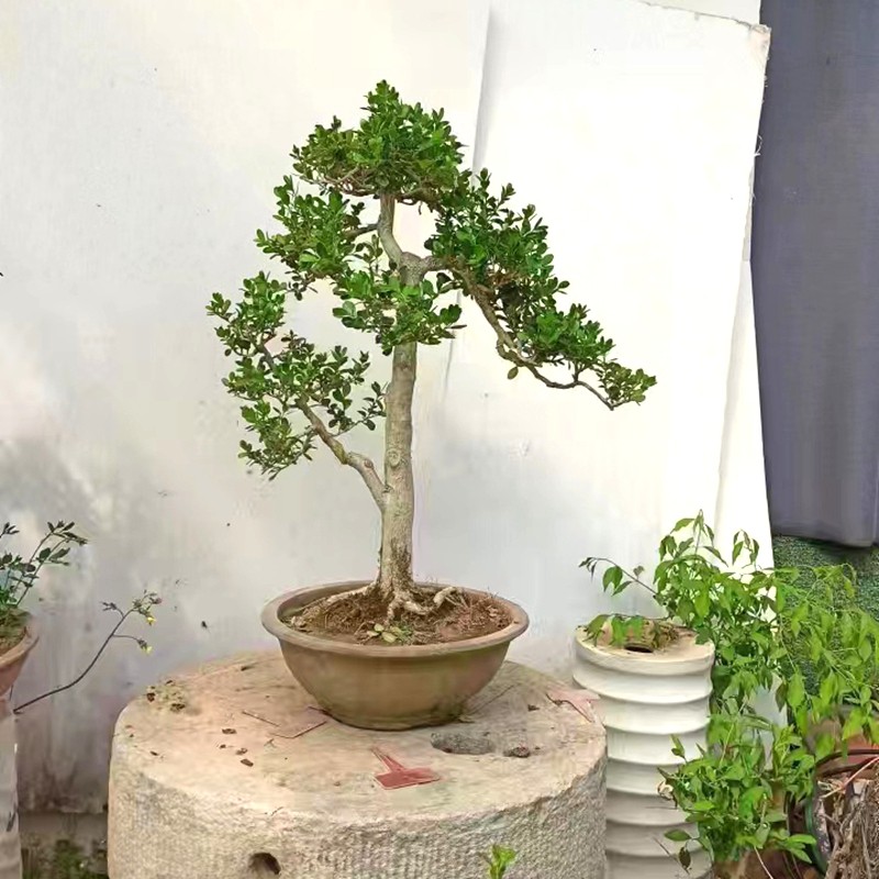 瓜子黄杨盆景造型树桩老桩盆栽植物文人原生白皮四季常青一物一拍,淘宝优惠券,粉丝福利购,淘宝优惠卷