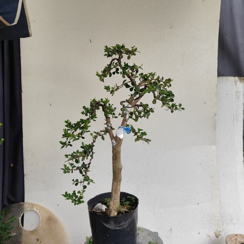 瓜子黄杨盆景造型树桩老桩盆栽植物文人原生白皮四季常青一物一拍,淘宝优惠券,粉丝福利购,淘宝优惠卷