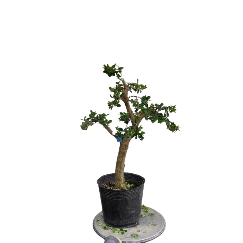 瓜子黄杨盆景造型树桩老桩盆栽植物文人原生白皮四季常青一物一拍,淘宝优惠券,粉丝福利购,淘宝优惠卷