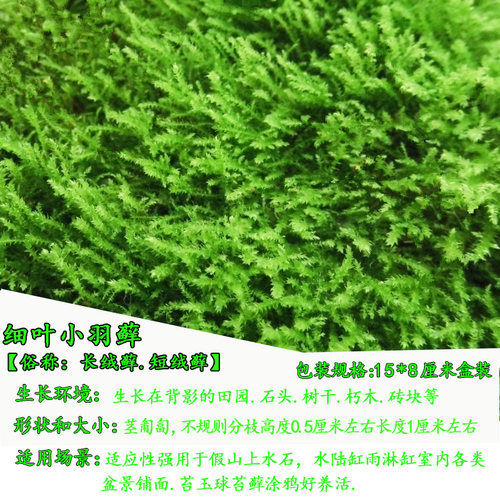 苔藓景观鲜活青苔盆栽铺面山水微景观造景植物草皮白发短绒 - 图2
