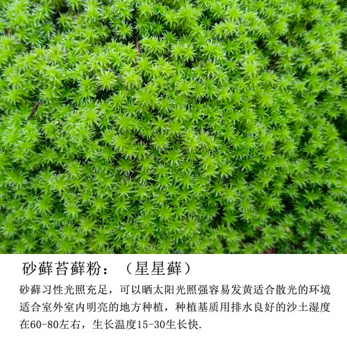 苔藓粉青苔苔藓孢子粉四季假山盆景苔藓孢子粉吸水石短绒苔藓孢子 - 图2