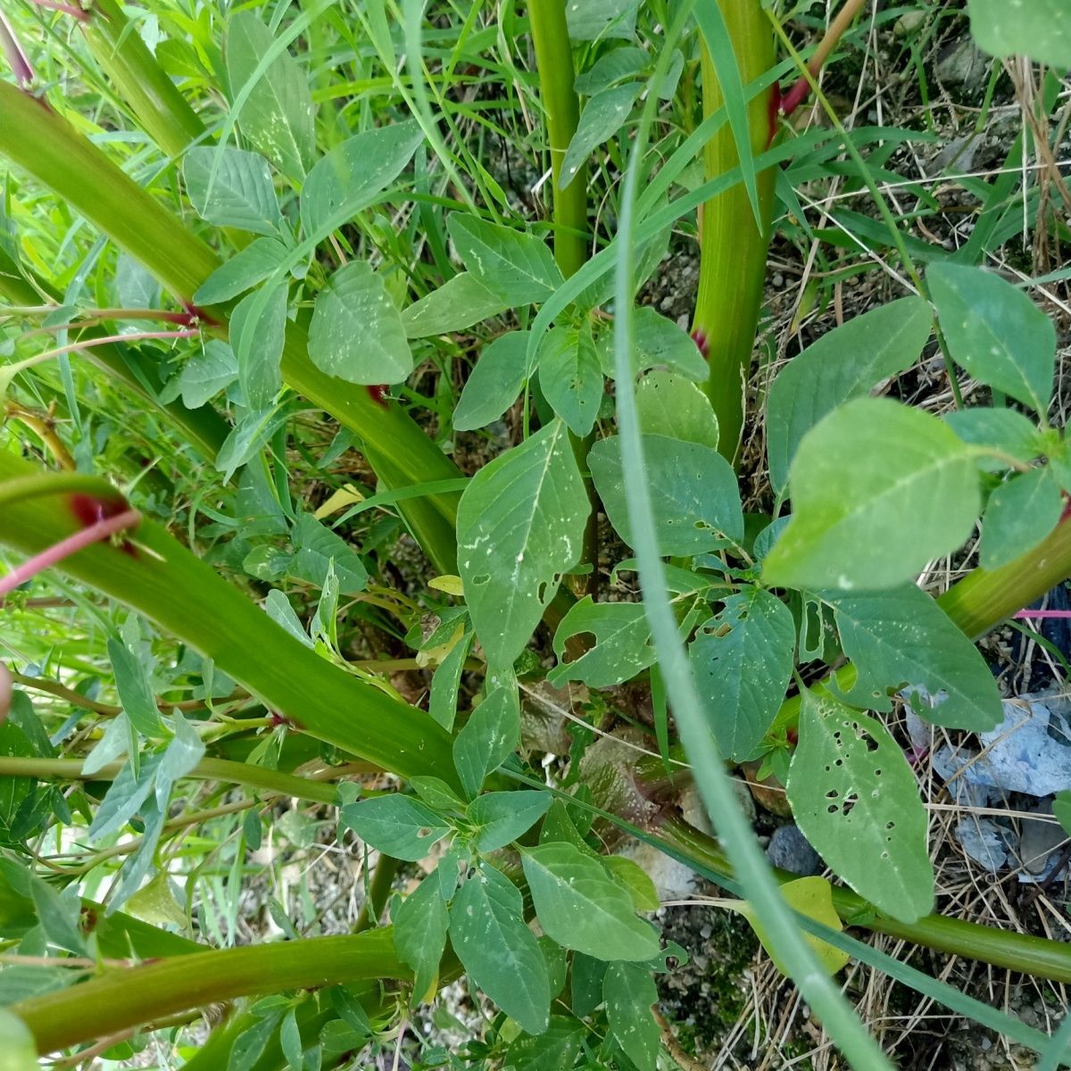 新鲜绿苋菜野生整颗刺苋根刺苋跟现挖刺苋菜头假苋菜猪母菜勒苋菜-图2