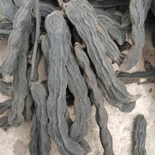 广西龙爪豆种子早熟狗爪豆高产狗仔豆种蔬菜种狗儿豆藜豆猫豆老虎 - 图3