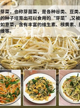 芽苗菜豆芽菜发豆芽家用发芽水培育苗盘神器育苗居家种植盒花生芽