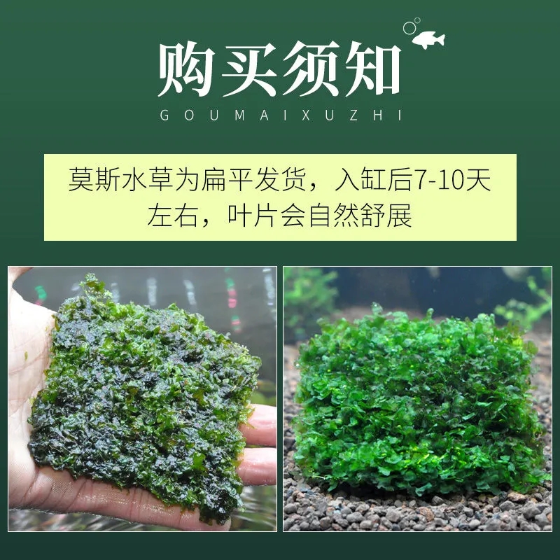 莫斯水草植物慕斯片鱼缸真草阴性大三角美凤沉木散装垂泪珊瑚造景 - 图1