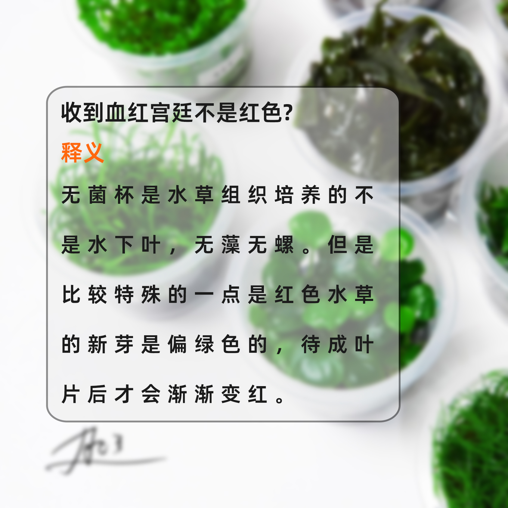 血红宫廷大全尼特利血红宫廷云端宫廷稻穗宫廷无菌杯鱼缸植物阳-图0