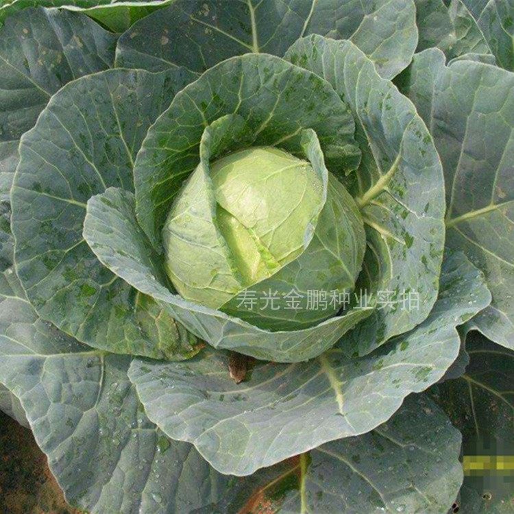 甘蓝种子日本铁头甘蓝种籽包菜卷心菜花莲白苗子四季蔬菜阳台包邮,淘宝优惠券,粉丝福利购,淘宝优惠卷