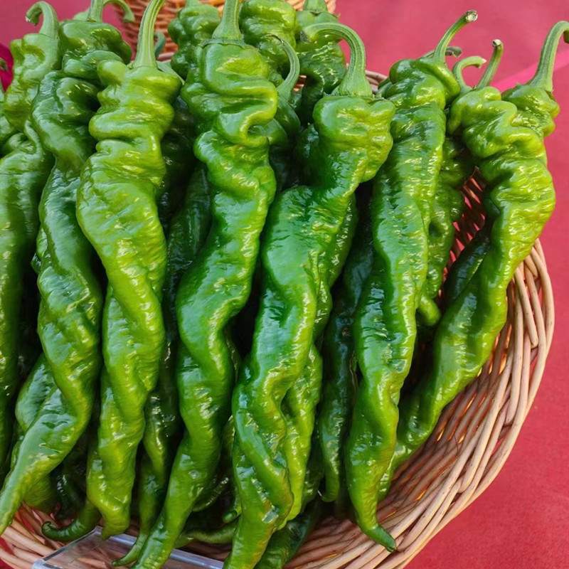 螺丝椒种子辣椒苗辣椒种籽种苗尖椒皮薄香辣大果四季蔬菜改良2315,淘宝优惠券,粉丝福利购,淘宝优惠卷