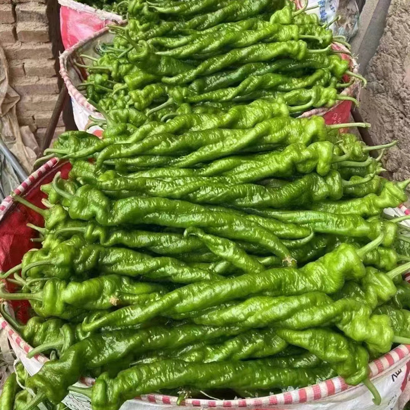 大果全螺旋螺丝椒种子辣椒苗薄皮顺直辣味浓辣椒种籽尖椒四季蔬菜,淘宝优惠券,粉丝福利购,淘宝优惠卷
