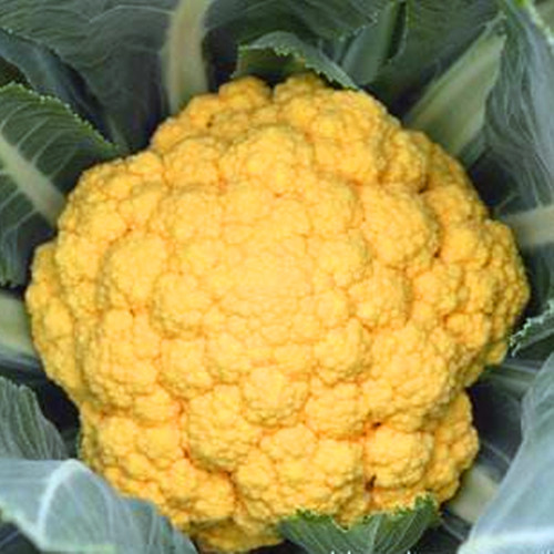 金色花菜种子黄色花椰菜种籽菜花稀有特色蔬菜品种四季高产包邮 - 图3