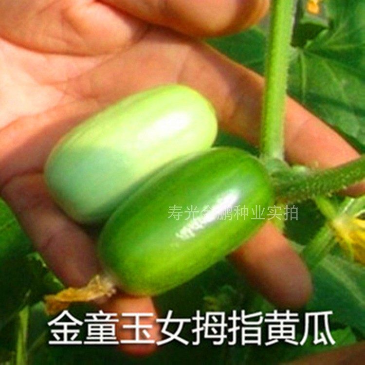 拇指小黄瓜种子迷你水果黄瓜种籽口感好金童玉女四季蔬菜庭院阳台,淘宝优惠券,粉丝福利购,淘宝优惠卷