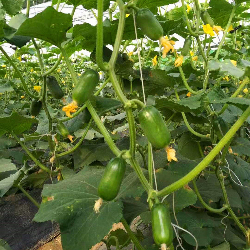 拇指小黄瓜种子迷你水果黄瓜种籽口感好金童玉女四季蔬菜庭院阳台,淘宝优惠券,粉丝福利购,淘宝优惠卷