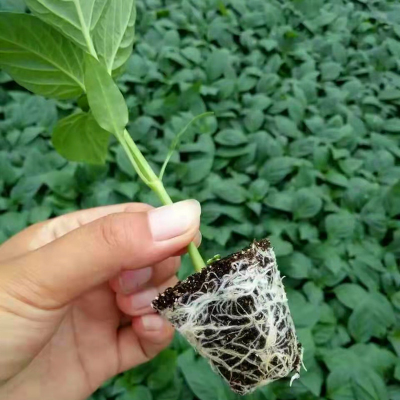 辣椒苗羊角椒线椒螺丝椒芜湖椒青椒薄皮椒皱皮椒苗子杭椒高产包邮 - 图0