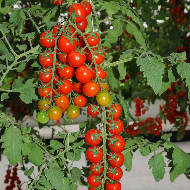 高糖超甜串收圆形红色小番茄种子小红圣女果种籽四季蔬菜红灯笼,淘宝优惠券,粉丝福利购,淘宝优惠卷