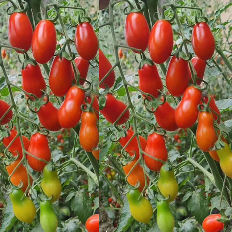 花生番茄种子樱桃西红柿种籽特色圣女果番茄种苗蔬菜秧苗超越409,淘宝优惠券,粉丝福利购,淘宝优惠卷