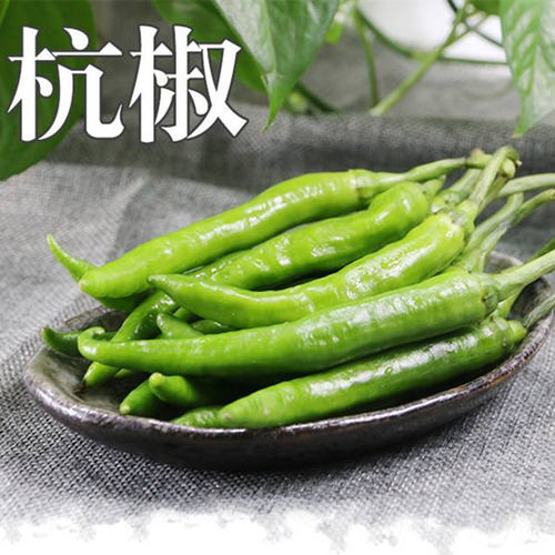 杭椒种子高产线椒种籽辣椒苗杭椒一号七号尖椒青椒四季蔬菜包邮 - 图1