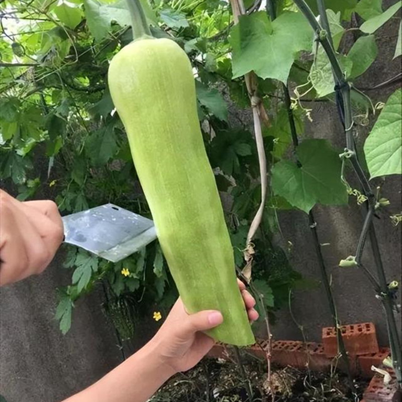 神奇砍瓜种子种苗随吃随砍 巨型砍瓜种籽 特色四季蔬菜种庭院包邮,淘宝优惠券,粉丝福利购,淘宝优惠卷