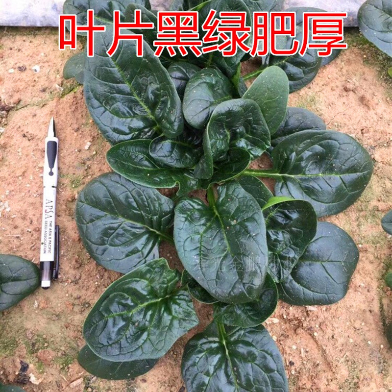 菠菜种子包邮耐寒耐热红根菠菜种籽耐抽薹抗霜霉病四季蔬菜籽黑帅 - 图0