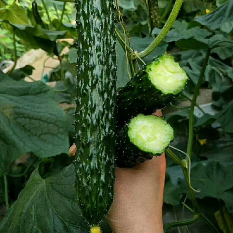 黄瓜种子全雌油亮青瓜种籽节节有瓜绿肉荷兰进口抗病高产包邮荣尊 - 图1