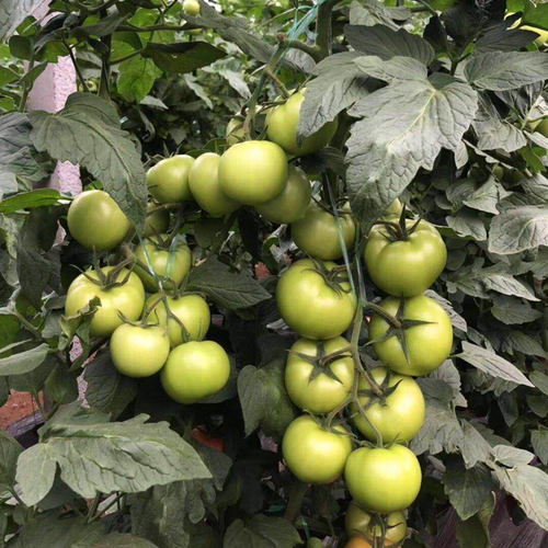西红柿种子高产粉红番茄种籽番茄秧苗子种苗四季蔬菜巴德丽2号 - 图1
