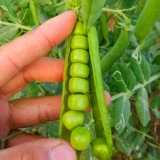 Сладкие и хрустящие семена гороха Семена семян гороха Балкон балкон четыре сезона