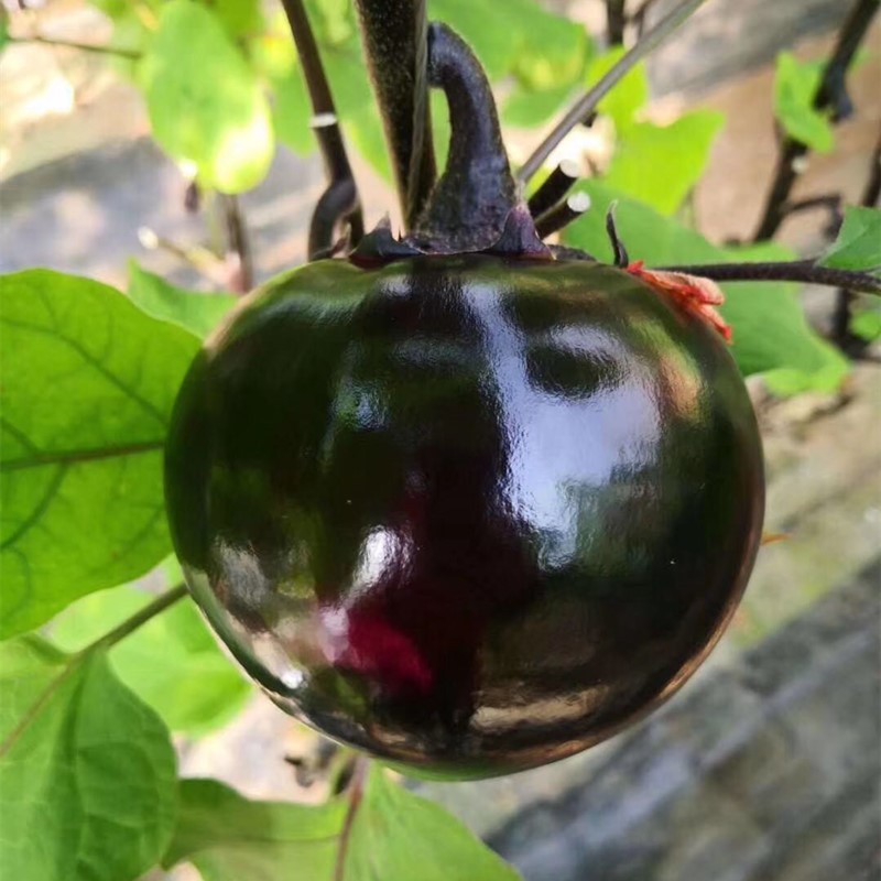 圆茄种子嫁接茄子苗黑色圆形茄种籽紫黑色果型大四季蔬菜黑圆王 - 图1