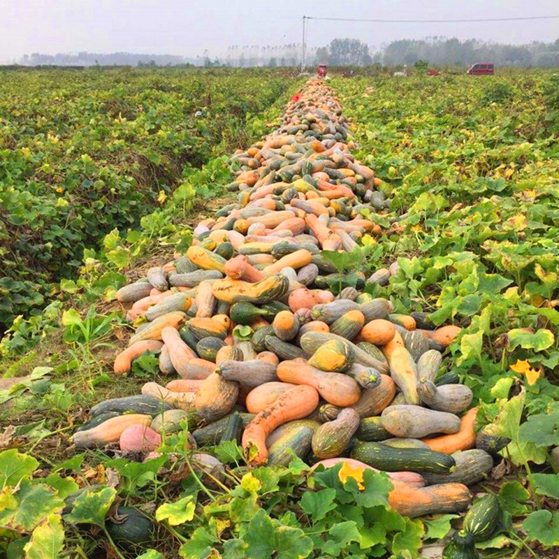 早熟甜蜜本南瓜种子秘本密本南瓜种籽粉糯面甜四季蔬菜种子包邮,淘宝优惠券,粉丝福利购,淘宝优惠卷