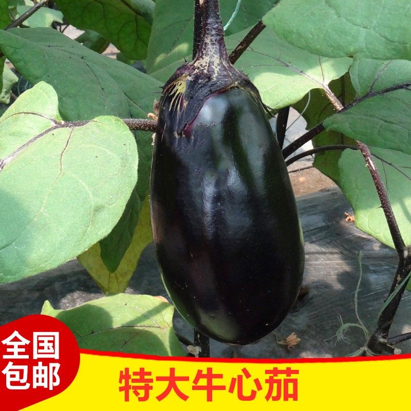 特大牛心茄种子罐茄种籽紫把紫黑色茄子高产四季蔬菜庭院阳台包邮,淘宝优惠券,粉丝福利购,淘宝优惠卷