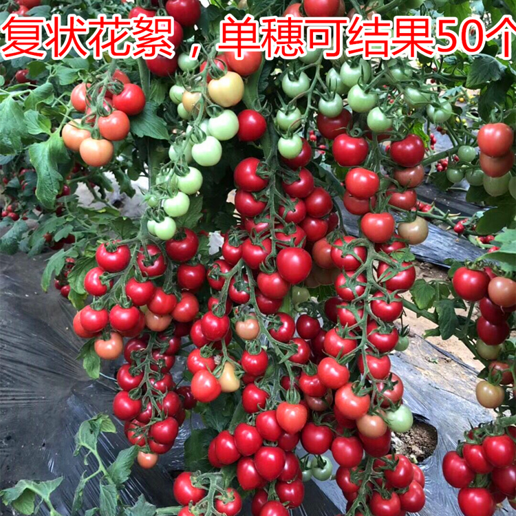 樱桃番茄种子圣女果种籽番茄秧苗子小西红柿口感好四季蔬菜粉水晶,淘宝优惠券,粉丝福利购,淘宝优惠卷