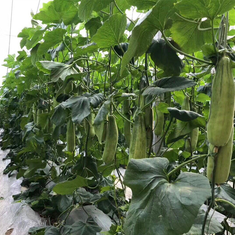 羊角蜜甜瓜种子薄皮香瓜种籽羊角脆羊角酥超甜水果四季高产包邮,淘宝优惠券,粉丝福利购,淘宝优惠卷