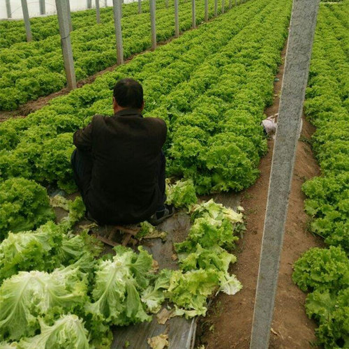 速生大叶生菜种子散叶细叶玻璃生菜种籽四季蔬菜青菜阳台庭院包邮 - 图1