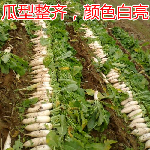 韩国白玉春萝卜种子春白玉萝卜种籽水果白萝卜四季蔬菜阳台庭院 - 图2