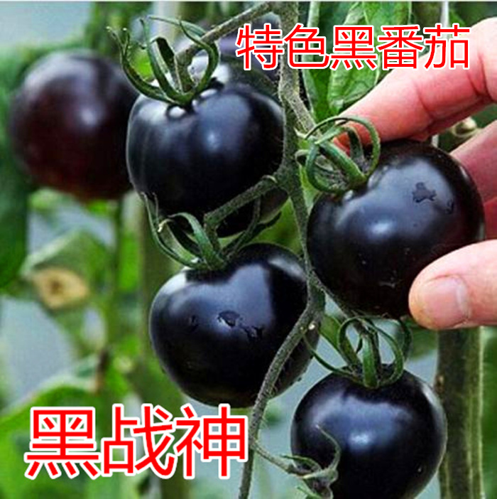 樱桃番茄种子圣女果种籽番茄秧苗子小西红柿口感好四季蔬菜粉水晶,淘宝优惠券,粉丝福利购,淘宝优惠卷