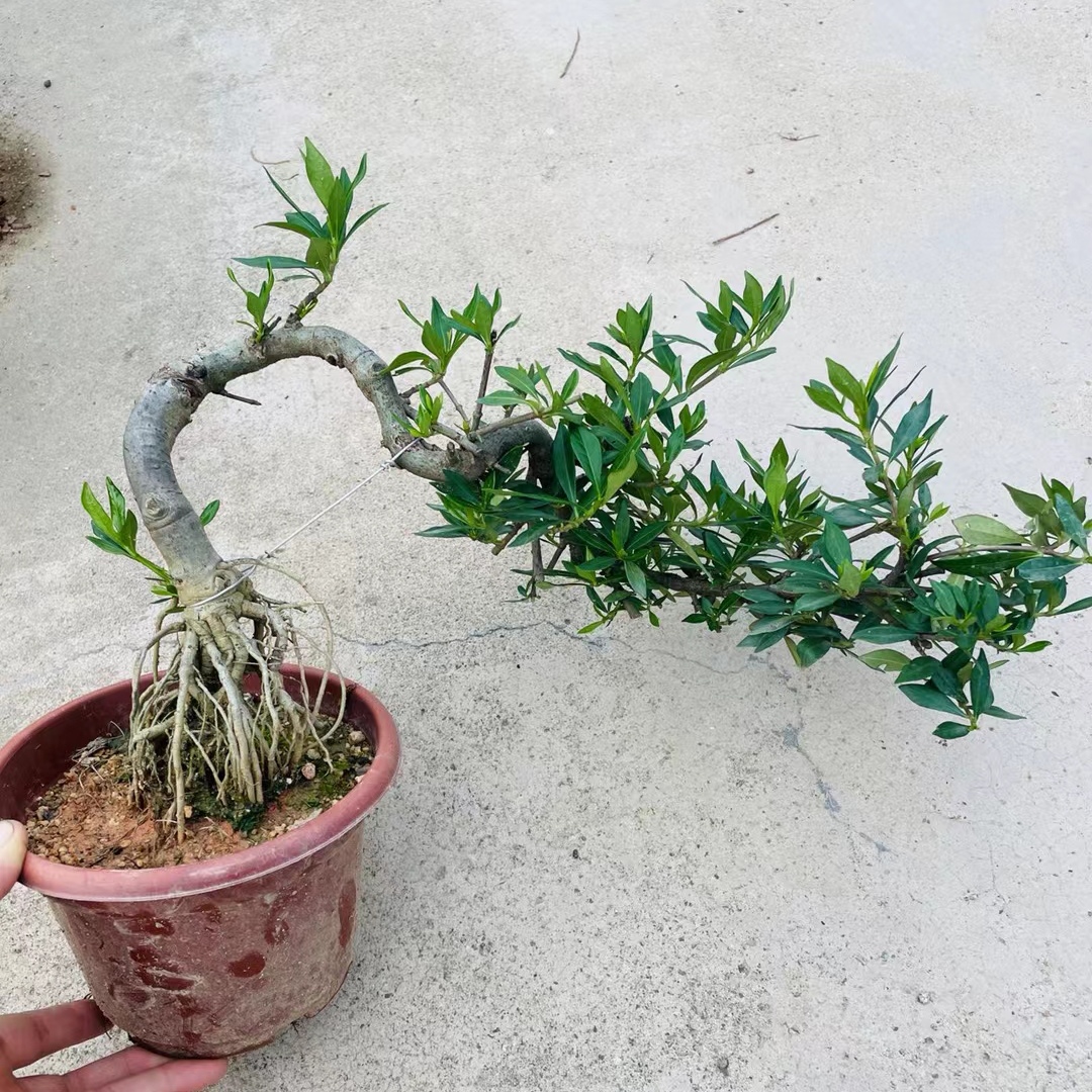 稀有小叶清誉牡丹达摩栀子花苗悬崖造型盆景罗汉松六月雪开花浓香-图0