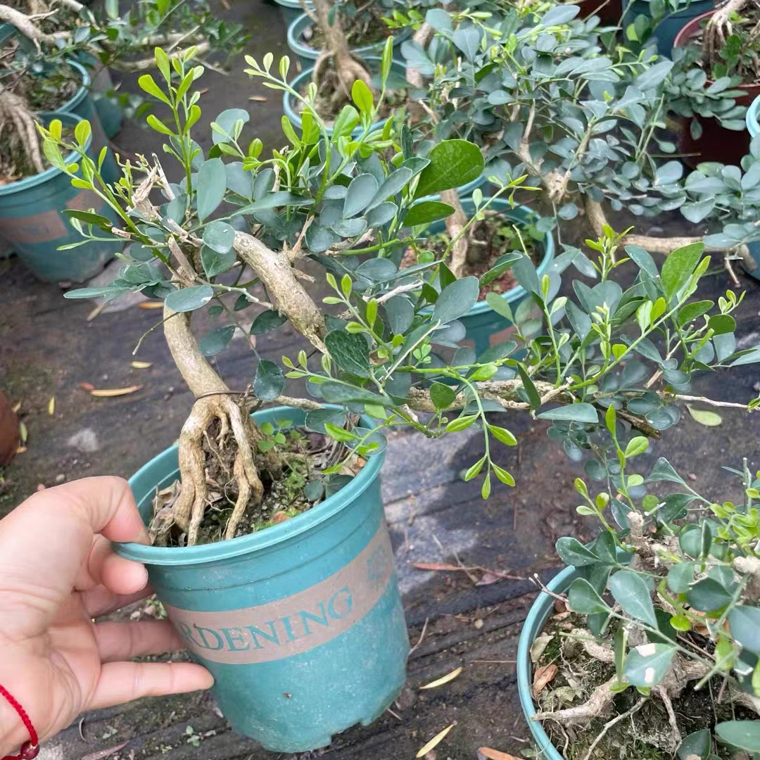 提根飘枝九里香悬崖造型盆景小老桩开花浓香楼顶庭院花园开花植物,淘宝优惠券,粉丝福利购,淘宝优惠卷