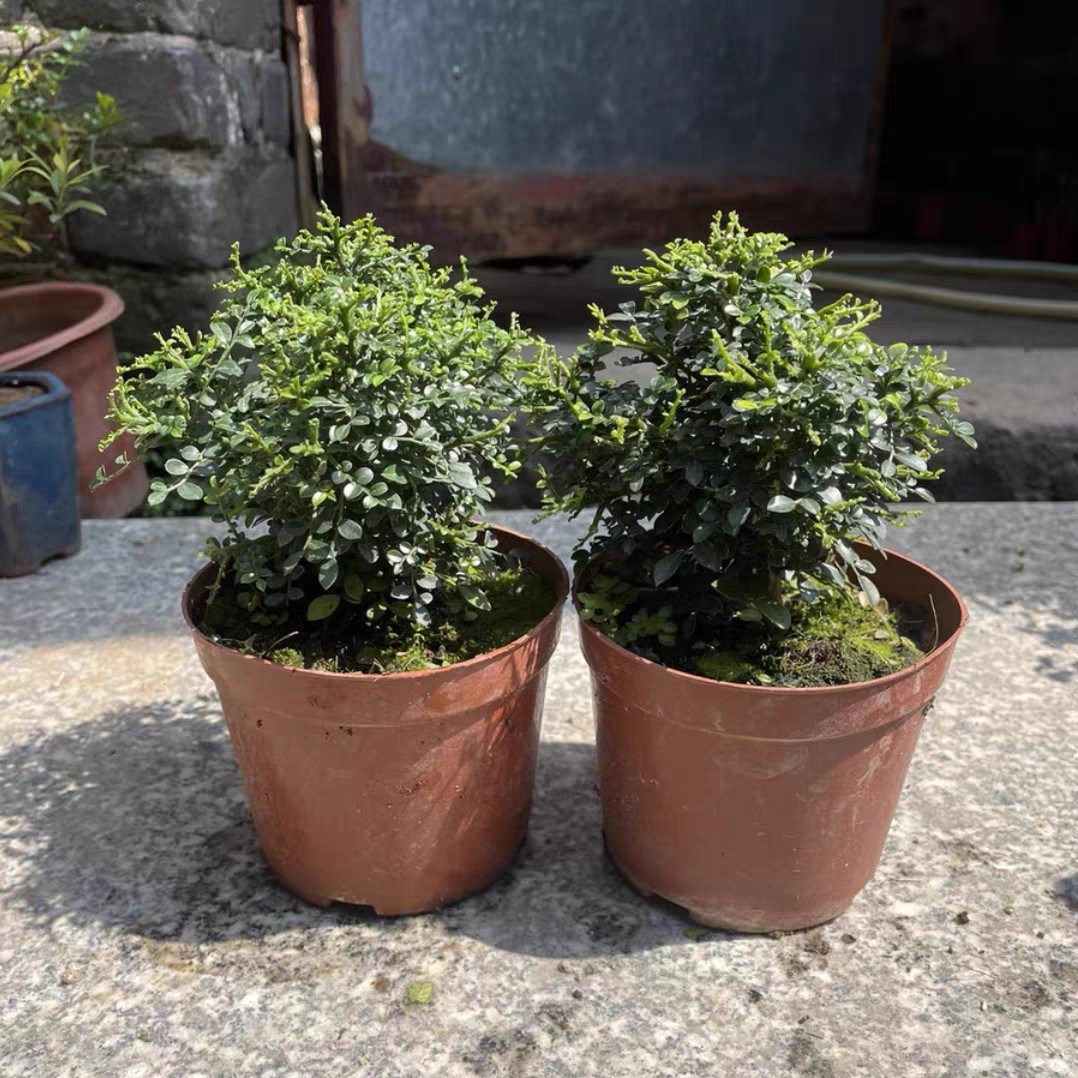 提根飘枝九里香悬崖造型盆景小老桩开花浓香楼顶庭院花园开花植物,淘宝优惠券,粉丝福利购,淘宝优惠卷