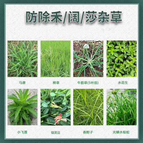 麦龙净麦冬草坪葱麦净防除水花生香附子禾阔莎杂草麦冬除草剂 - 图1