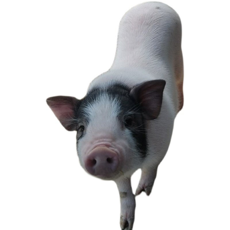 包邮纯种巴马香猪幼崽活体小香猪活苗成年肉猪活物宠物散养藏香猪,淘宝优惠券,粉丝福利购,淘宝优惠卷