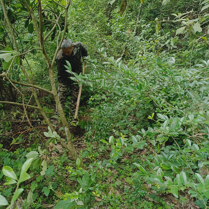 （老猎人）深山野生穿破石小拓树根天然九层皮山荔枝构棘根中药材-图1