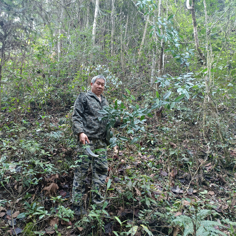 （老猎人）纯野生山香圆叶中药材 两剑指 千锤打锐尖山香园叶新货 - 图1