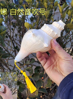 天然海螺长香号螺角螺吹号道士螺