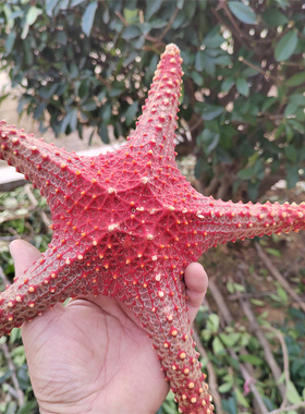 天然海星霸王星干海星
