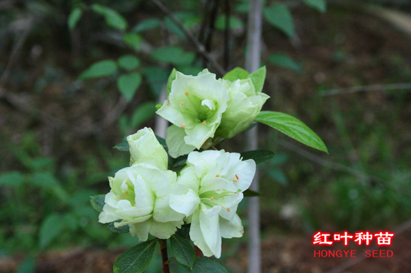 比利时杜鹃 绿色光辉 一物一拍花园庭院阳台绿植盆栽花卉杜鹃花苗 - 图1