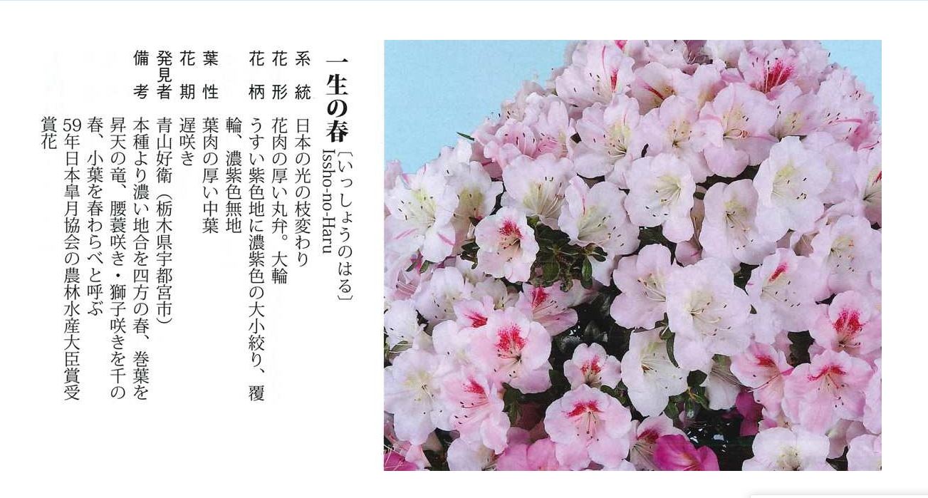 一生之春 皋月 一物一拍花园庭院阳台绿植盆栽花卉杜鹃花苗 - 图0