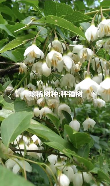 狭果秤锤树 别名秤砣树  Sinojackia xylocarpa Hu 一物一拍 - 图0