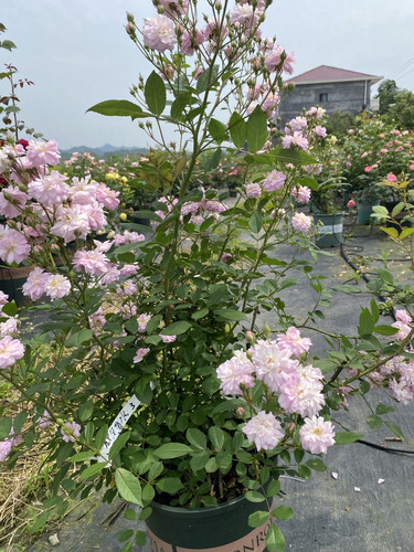 呼吸香水 微风香水开花机器藤本地栽盆栽大苗抗病蔷薇月季花苗 - 图3