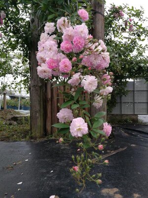 呼吸香水 微风香水开花机器藤本地栽盆栽大苗抗病蔷薇月季花苗 - 图2