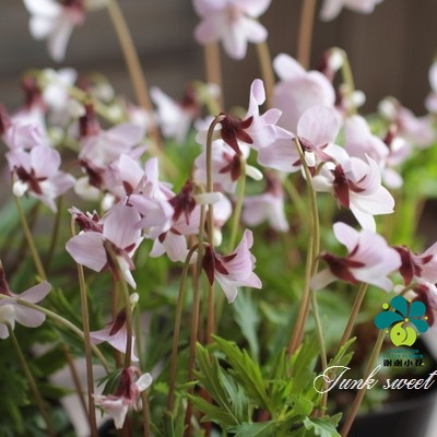 谢谢小花 裂叶堇菜 粉花肥后堇 多年生 山野草耐阴耐寒盆栽植物 - 图2